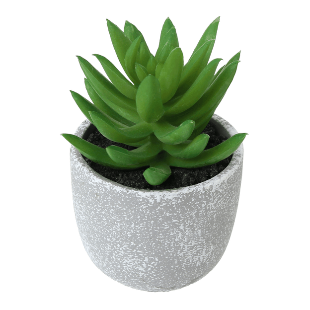 NINA MINI SUCCULENT ARRANGEMENT