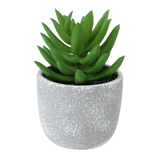 NINA MINI SUCCULENT ARRANGEMENT