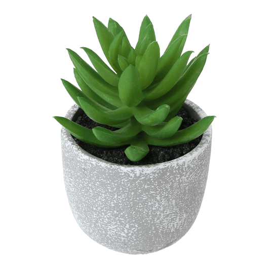 NINA MINI SUCCULENT ARRANGEMENT